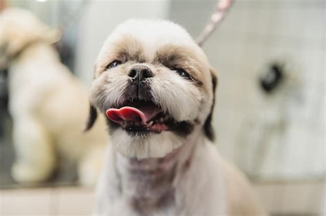 Premium Photo | Dog care grooming of dogs in the salon