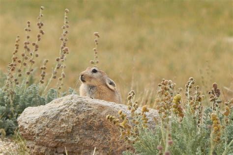 PIKA-boo! - slide3 | Nature inFocus