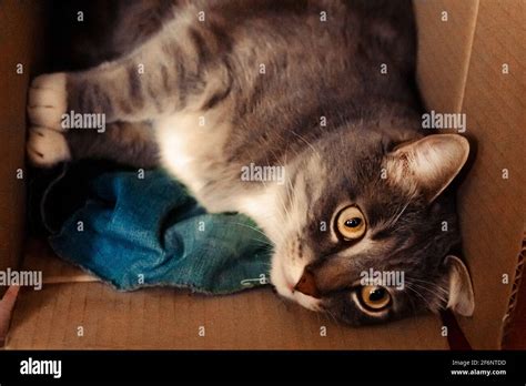 Cat is stuck in a box. Portrait of funny young grey cat Stock Photo - Alamy