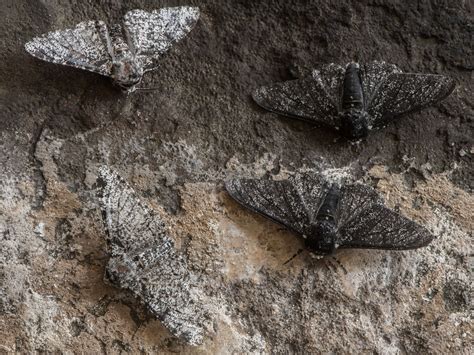 Reclaiming the peppered moth