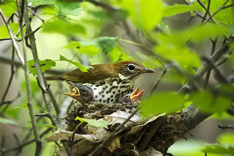 Female Wood Thrush With Chicks In Nest Photograph by Christina Rollo - Fine Art America