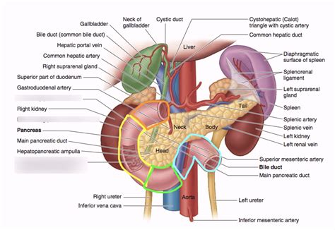 Diagram of Small Intestine - Duodenum | Quizlet