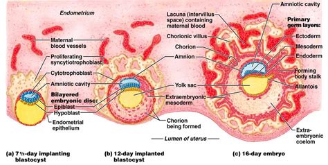 Implantation- Process, Events, Significance