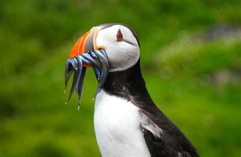 Puffin - Description, Habitat, Image, Diet, and Interesting Facts