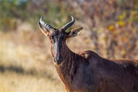 The Common Tsessebe: Habitat and Characteristics - My Animals