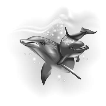 Realistic Dolphin Drawing