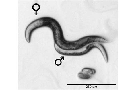 In this nematode species, males are needed for reproduction—but not their genes