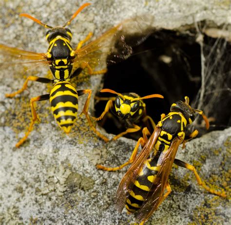 Yellow Jacket Nests and Problems | Pest Control NYC | LI