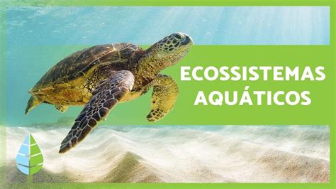 ECOSSISTEMAS AQUÁTICOS 🏝️🐠 Tipos e Características - YouTube