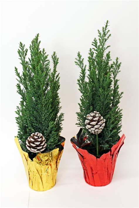 Ellwoodii Trees – Consolidated Nurseries