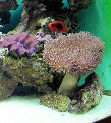 12 Easy Saltwater Aquarium Reef Corals