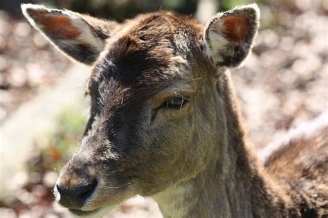 Deer Denmark Spring - Free photo on Pixabay - Pixabay