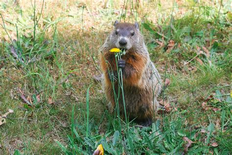 Protect Your Gardens: Expert Tips for Groundhog Removal | Modern Wildlife Control