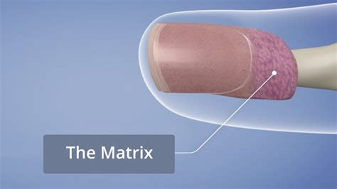 Nail Matrix - NailKnowledge