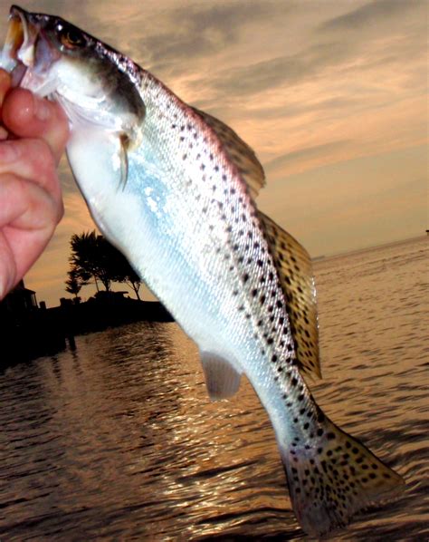 speckled trout - Chesapeake Light Tackle