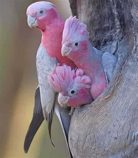 Pink parrots peeping out from a tree : r/interestingasfuck