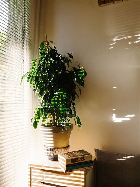 HD wallpaper: Devil's ivy plant, leaf, green, white, decoration, house plant | Wallpaper Flare