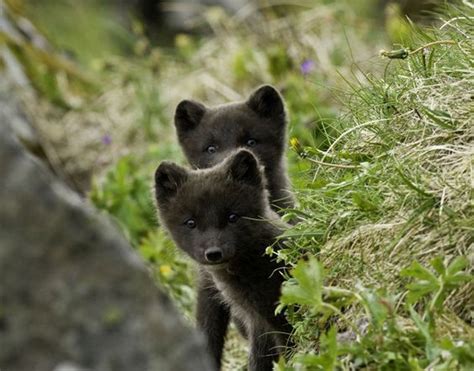 black arctic fox puppy | Animals wild, Animals beautiful, Cute creatures