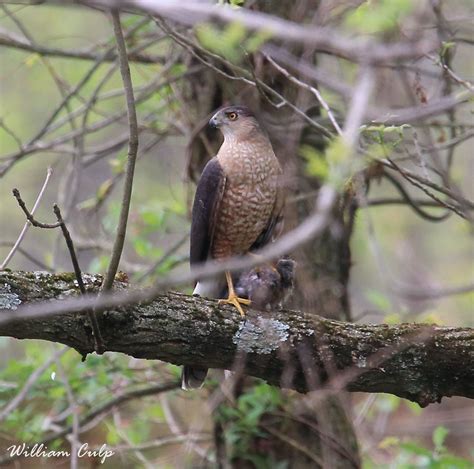 Sharp-shinned Hawk | This Sharp-shinned Hawk landed in the r… | Flickr