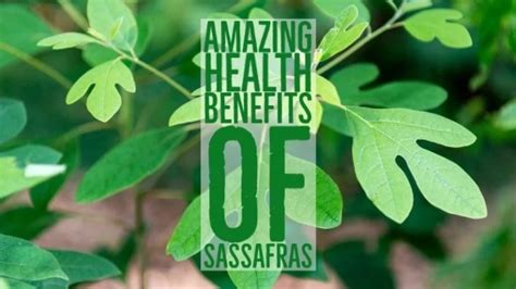 11 Amazing Health Benefits Of Sassafras | pangbenta.com