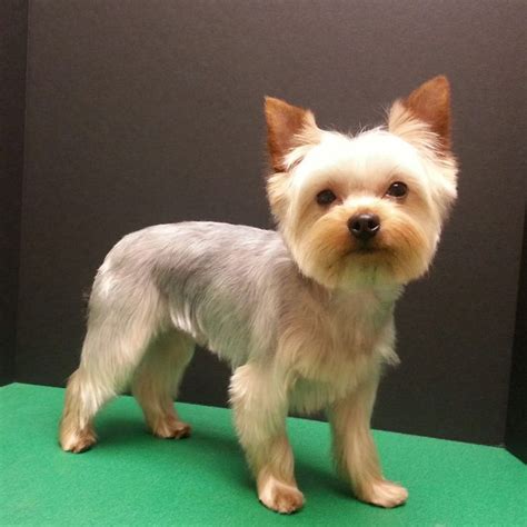 Yorkshire terrier haircut, pet trim, yorkie groom | Puppies | Yorkie ...