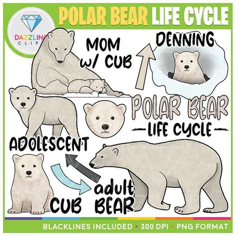 Polar Bear Life Cycle Clip Art Instant Download Educational Clipart ...