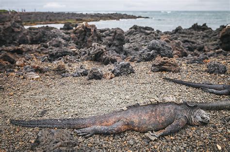 Giant Iguana of the Galapagos by Shelly Perry - Stocksy United