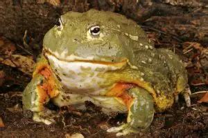 Pixie Frog Care Sheet: Everything About Giant African Bullfrogs