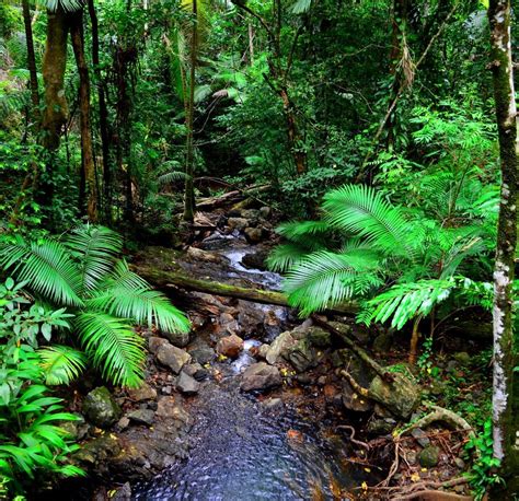 Photos Of The Daintree Rainforest - Image to u