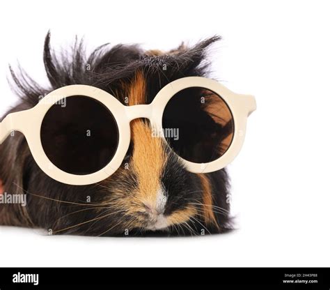 Cute guinea pig with sunglasses on white background Stock Photo - Alamy