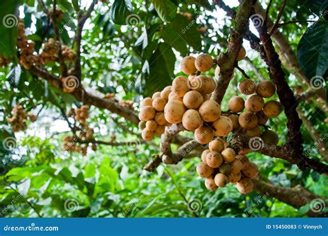 Longkong Tropical Fruit On The Tree Stock Photos - Image: 15450083