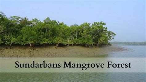 [2023] Sundarban Mangrove Forest - Beauty, Mystery, Dangers - Sundarbans JFMC