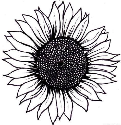 Sunflower Outline Drawing at GetDrawings | Free download