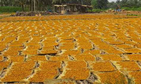 In pictures: How a Khairpur date is born and sold - Blogs - DAWN.COM