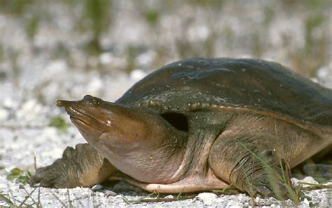 Florida Softshell (Apalone ferox) - Species Profile