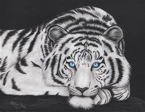 White Tiger Drawing by Stephanie Yates - Pixels