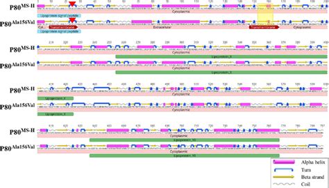 Comparison of predicted secondary structure and topology of the P80 ...