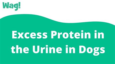 What Causes Protein In Dogs Urine