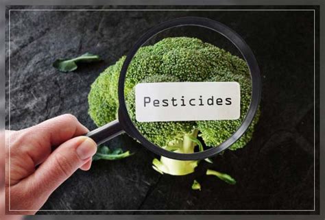 Organic Pesticides: Types, Benefits and Concerns - Al Ardh Alkhadra