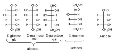 Structure And Function Of Carbohydrates | A-level Biology