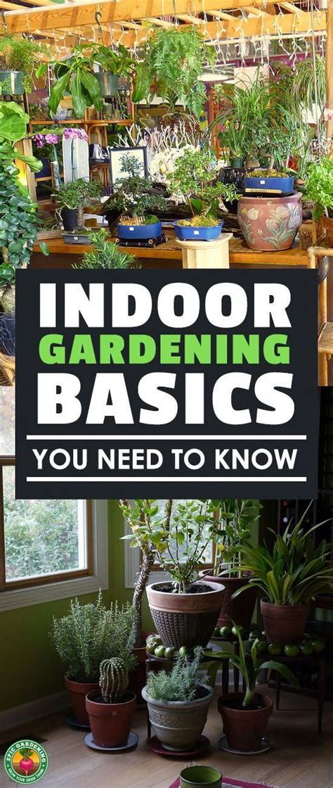 Indoor Gardening For Beginners: Basics You Should Know | Indoor ...