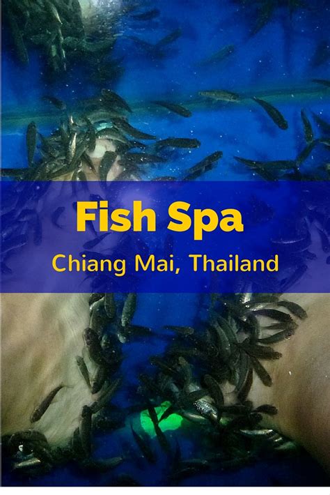 Fish Pedicure In Chiang Mai Thailand