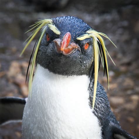 Rockhopper Penguin | Rockhopper Penguin at Edinburgh Zoo | alastair.robb | Flickr