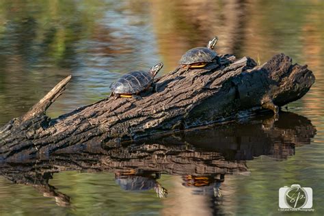 Alligator River National Wildlife Refuge - Misadventures with Andi