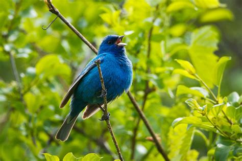 Feather Tailed Stories: Indigo Bunting