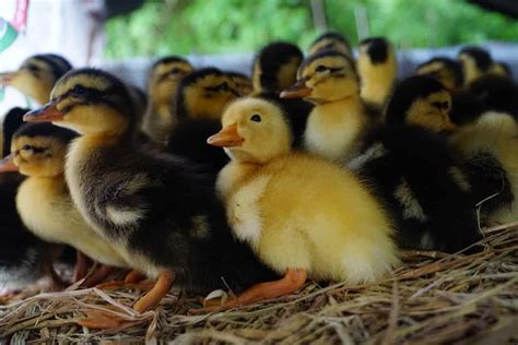 How to Start Duck Farming from Scratch: A Detailed Guide for Beginners – Atilla Ayyıldız & Biz