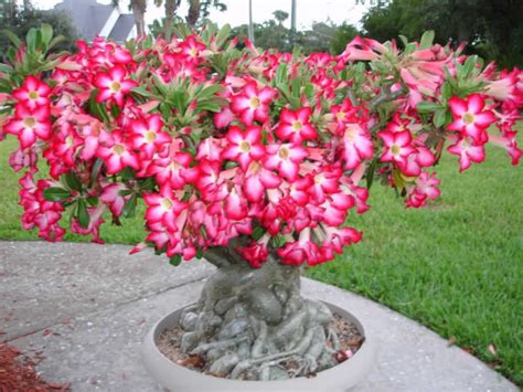 How to Grow and Care for a Desert Rose (Adenium obesum) | World of ...