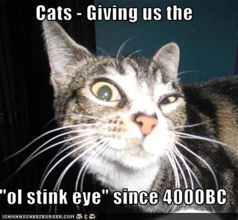 Nineteen Cats Purrfecting Their Best Stink Eye | Funny cat faces, Funny animal pictures, Funny ...