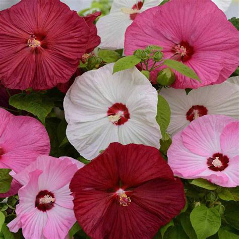 Hibiscus Luna Perennial Flower Seed Mix