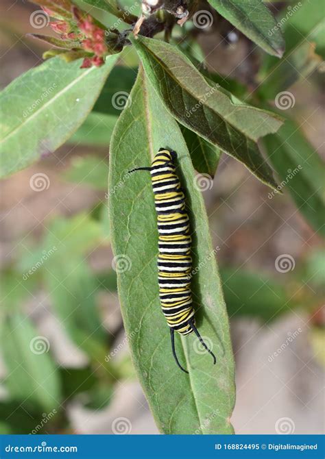 Monarch Butterfly Caterpillar on Milkweed Stock Image - Image of milkweed, close: 168824495